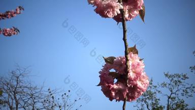 分支机构樱花日本樱桃花朵粉红色的花樱花春天花日本开花樱桃树